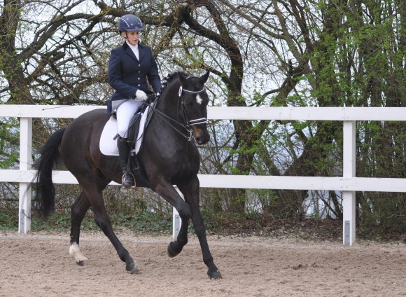 Julia Richter vom RFV Mainz-Ebersheim, hier auf Status Niro, schaffte es beim Dressurwettbewerb auf der Laubenheimer Höhe mit dem Hannoveraner Sandros Hit auf dem zweiten Platz der M*-Prüfung.