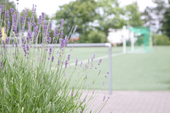 Der Lavendel darf an Pfingsten auf der Bezirkssportanlage in Mombach ungestört blühen, denn die Fortuna muss ihr Aufstiegsrunden-Heimspiel vor den Feiertagen absolvieren. 
